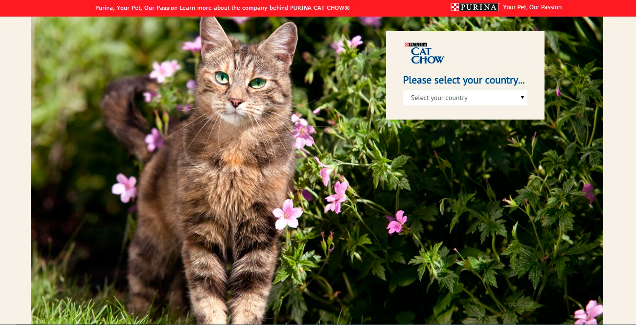 catchow link