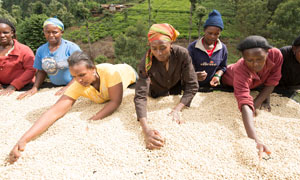 Female coffee farmers in Kenya