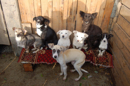 «Нестле» помогает приюту для животных