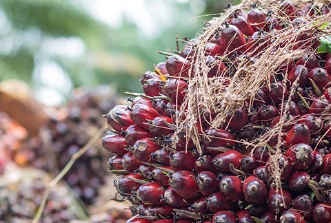 palm-oil-sourcing palm-oil-sourcing